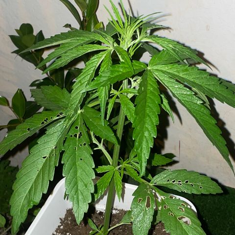 Lemon Haze Auto growlog timeline photo