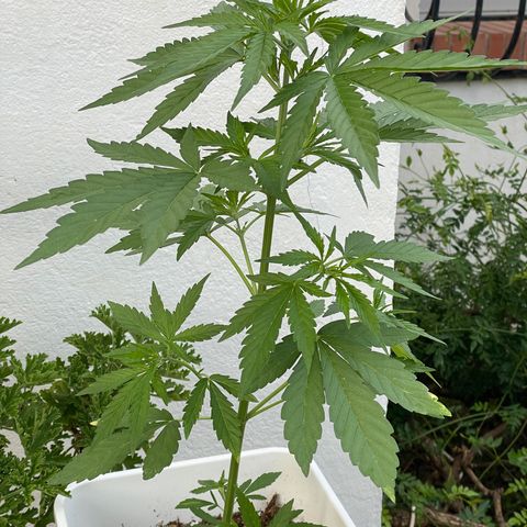 Zkittlez OG auto growlog timeline photo