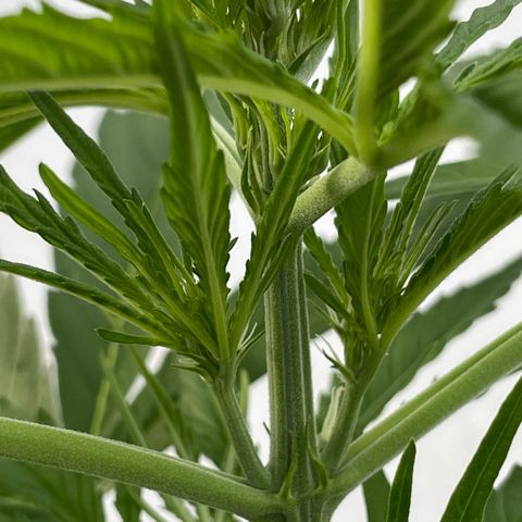 Zkittlez OG auto growlog timeline photo