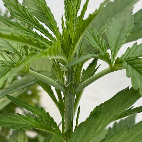 Lemon Haze Auto growlog timeline photo