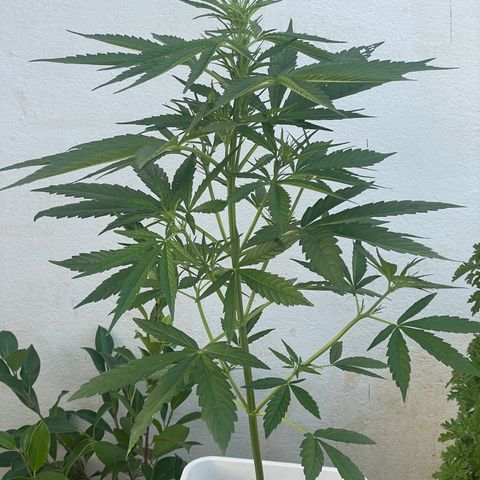 Lemon Haze Auto growlog timeline photo