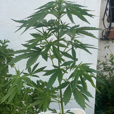 Zkittlez OG auto growlog timeline photo