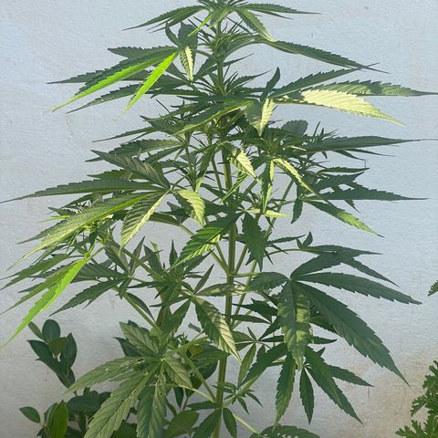 Lemon Haze Auto growlog timeline photo