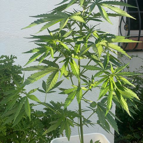 Zkittlez OG auto growlog timeline photo