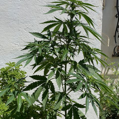 Zkittlez OG auto growlog timeline photo