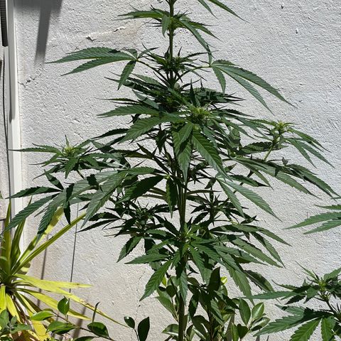 Lemon Haze Auto growlog timeline photo