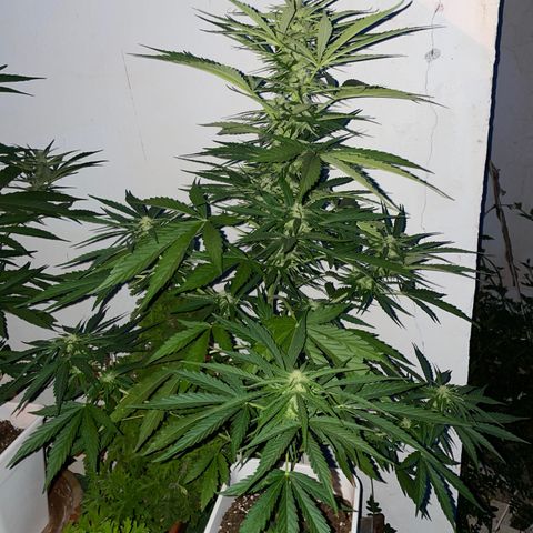 Zkittlez OG auto growlog timeline photo