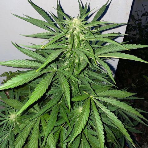 Zkittlez OG auto growlog timeline photo