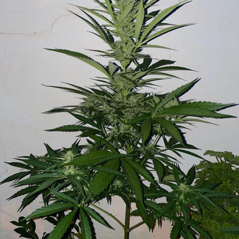 Lemon Haze Auto growlog timeline photo