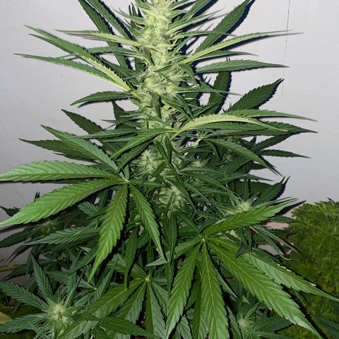 Lemon Haze Auto growlog timeline photo