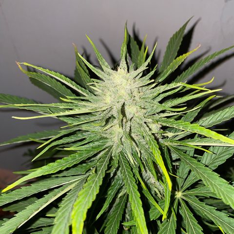 Zkittlez OG auto growlog timeline photo