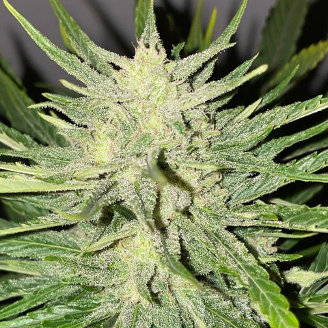 Zkittlez OG auto growlog timeline photo