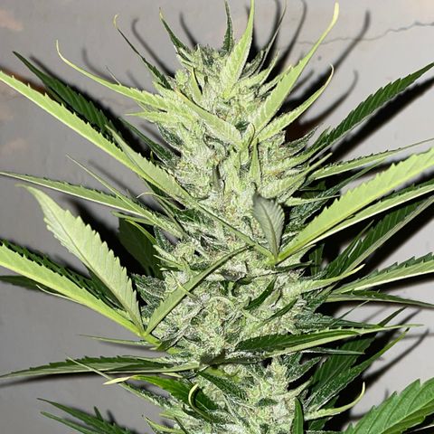 Lemon Haze Auto growlog timeline photo