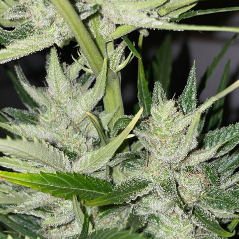 Lemon Haze Auto growlog timeline photo