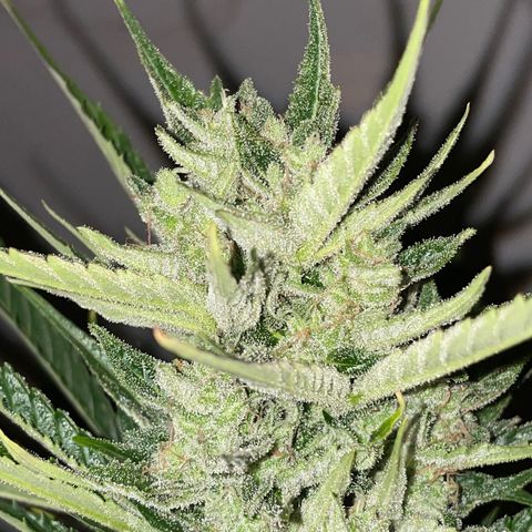 Lemon Haze Auto growlog timeline photo