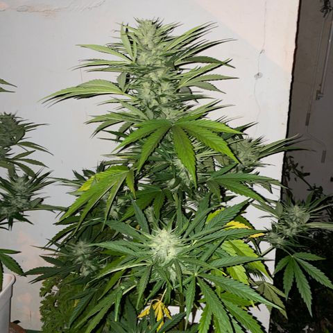 Zkittlez OG auto growlog timeline photo