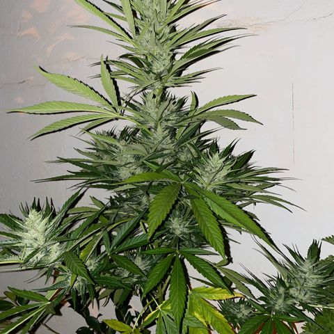 Lemon Haze Auto growlog timeline photo