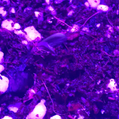 Amnesia Haze Auto growlog photo: Seed straight to soil 3 days to sprout