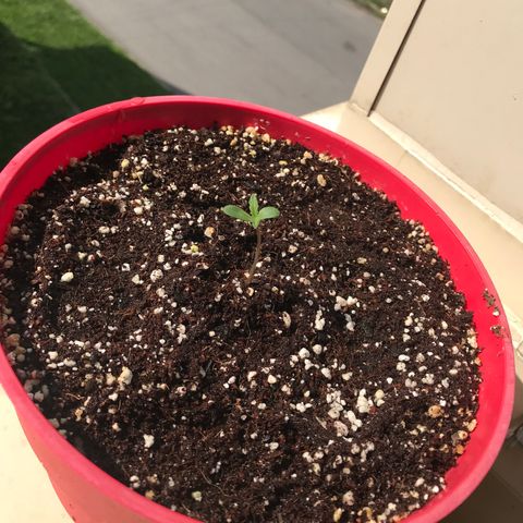 Amnesia Haze Auto growlog timeline photo