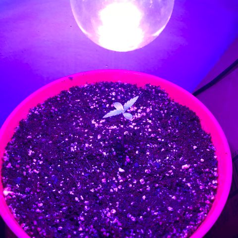 Amnesia Haze Auto growlog timeline photo