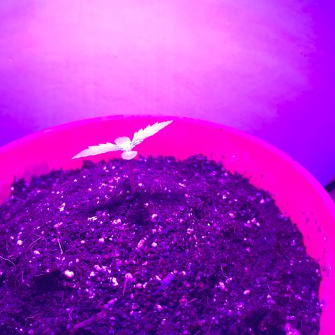 Amnesia Haze Auto growlog timeline photo