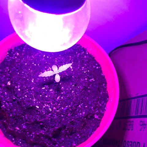 Amnesia Haze Auto growlog timeline photo