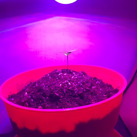 Amnesia Haze Auto growlog timeline photo