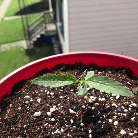 Amnesia Haze Auto growlog timeline photo