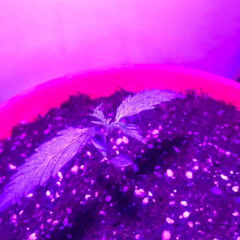 Amnesia Haze Auto growlog timeline photo