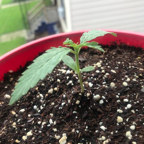 Amnesia Haze Auto growlog timeline photo