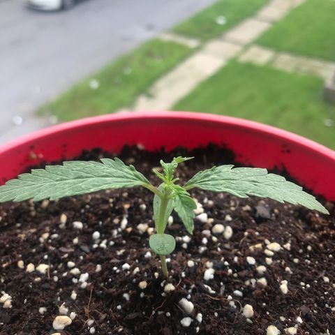 Amnesia Haze Auto growlog timeline photo