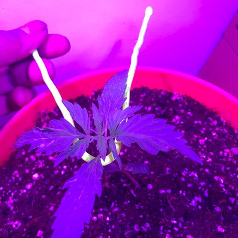 Amnesia Haze Auto growlog timeline photo