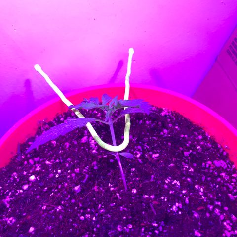 Amnesia Haze Auto growlog timeline photo