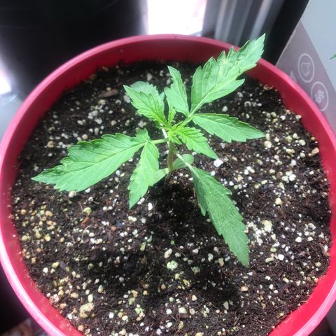 Amnesia Haze Auto growlog timeline photo