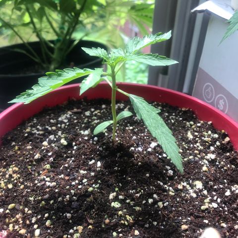 Amnesia Haze Auto growlog timeline photo