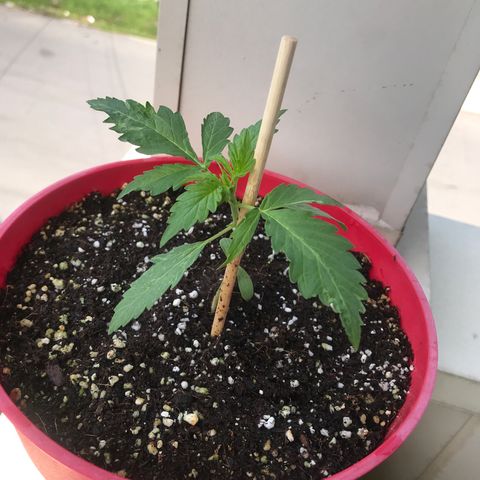 Amnesia Haze Auto growlog timeline photo