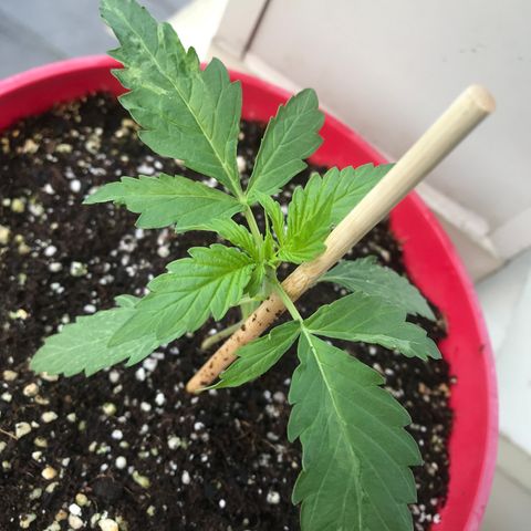 Amnesia Haze Auto growlog timeline photo
