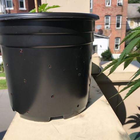 Amnesia Haze Auto growlog timeline photo