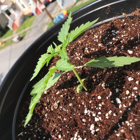 Amnesia Haze Auto growlog timeline photo