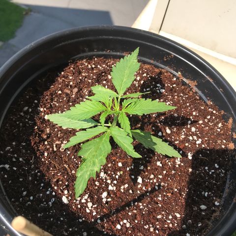 Amnesia Haze Auto growlog timeline photo