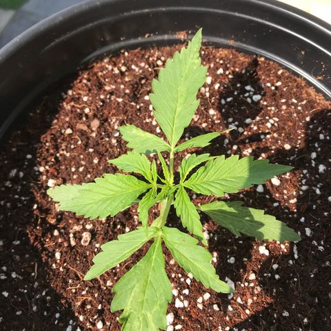 Amnesia Haze Auto growlog timeline photo