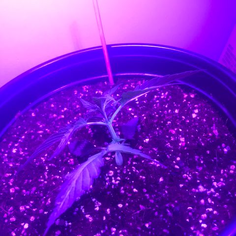 Amnesia Haze Auto growlog timeline photo