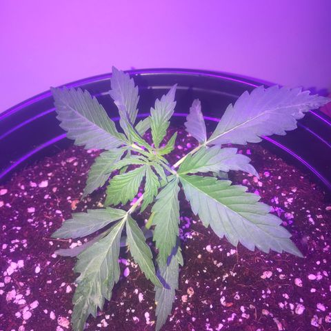 Amnesia Haze Auto growlog timeline photo