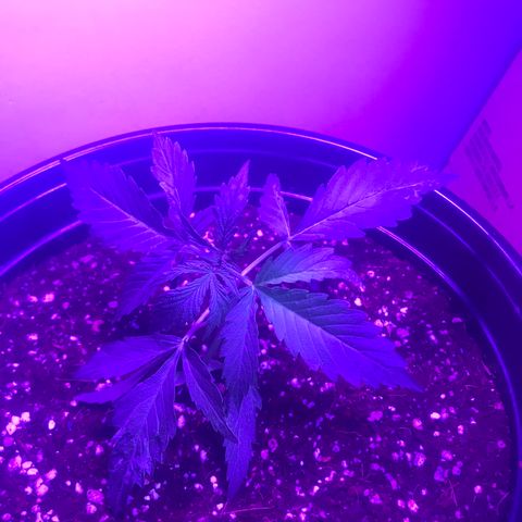 Amnesia Haze Auto growlog timeline photo