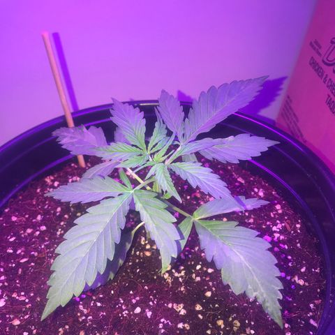 Amnesia Haze Auto growlog timeline photo