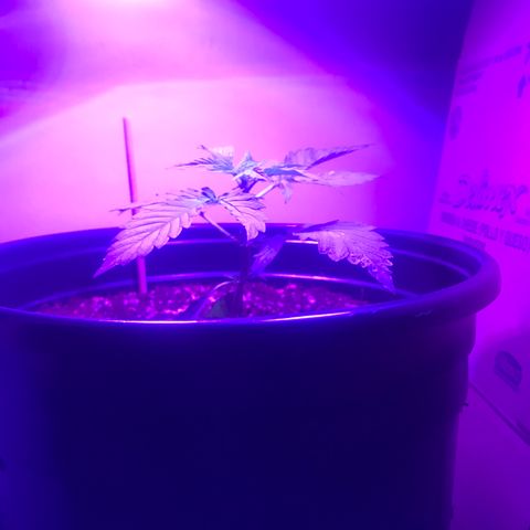 Amnesia Haze Auto growlog timeline photo