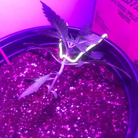 Amnesia Haze Auto growlog photo: Lst 