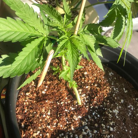 Amnesia Haze Auto growlog timeline photo