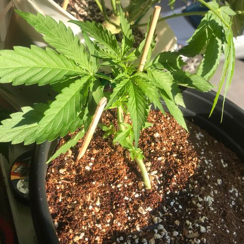 Amnesia Haze Auto growlog timeline photo