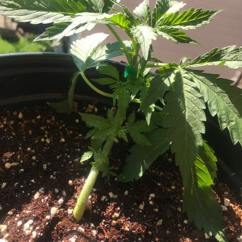 Amnesia Haze Auto growlog timeline photo